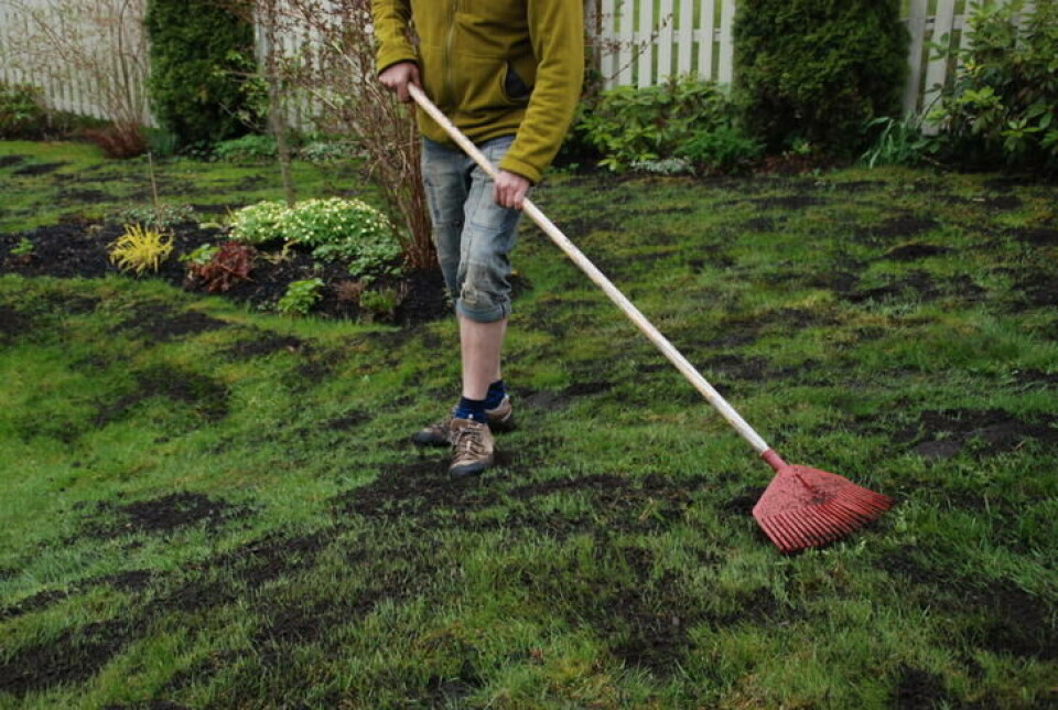 Å dresse plenen vil si å rake ut sandholdig jord. Den jevner ut hull og dumper og gjør jordsmonnet tykkere. Dressing med sandblandet jord er fint for gressplantene