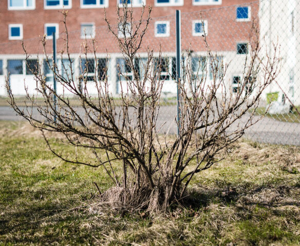 Gammel busk med for mange greiner, som trenger beskjæring. Gammel busk med for mange greiner, trenger beskjæring.