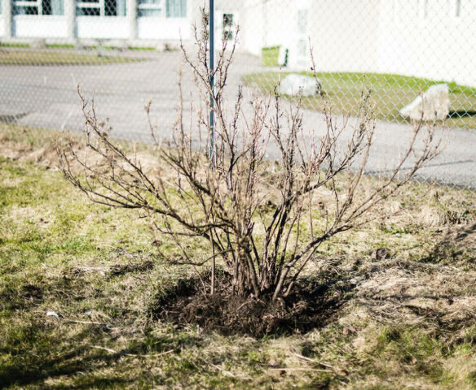 Fornyet og forynget busk etter beskjæring og gresstorv er fjernet under busken. Beskåret busk er fornyet og forynget med beskjæring.