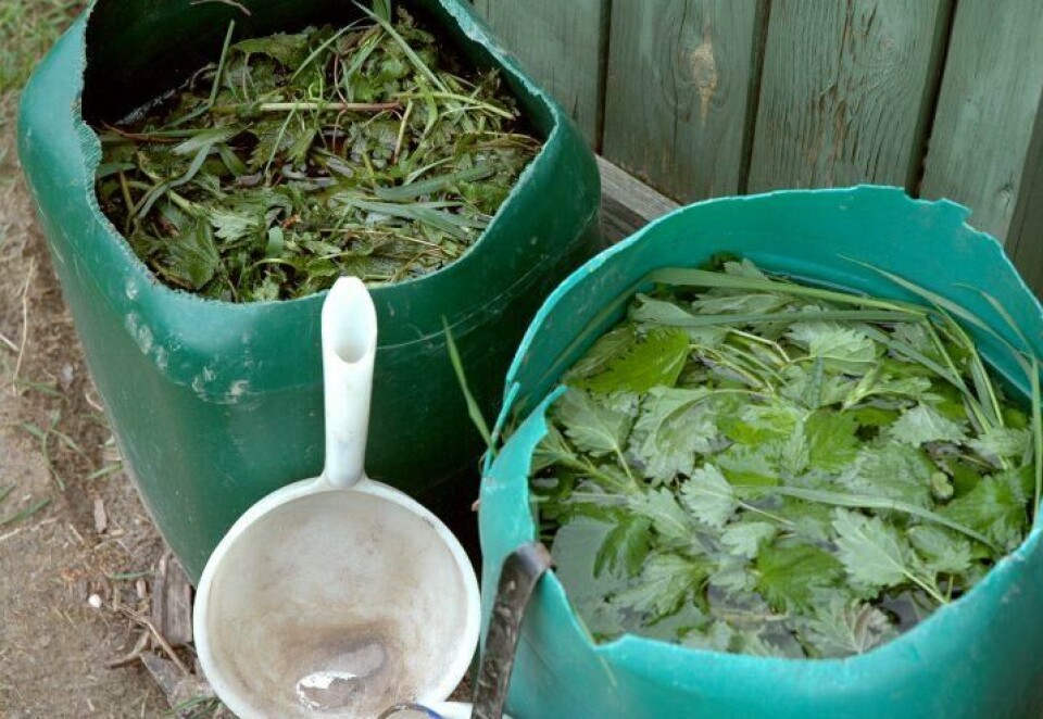 Brennesle som får ligge i vann, kan brukes som organisk gjødsel i hagen. Foto Jorunn Amdal To grønne tønner med nesler står til gjæring.