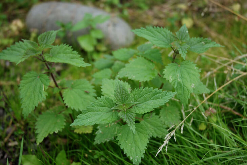Nesle er nitrogenrikt og inneholder fosfor, kalium, kalsium, magnesium og svovel som plantene trenger for å vokse og trives. Foto Marianne Utengen Unge skudd av brennesle tidlig om våren.