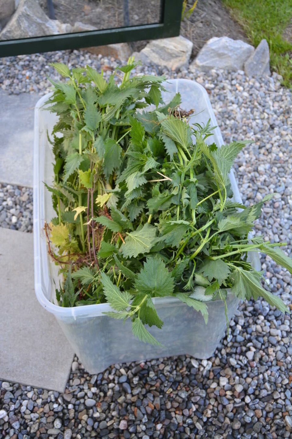 1 kilo nesler er passe til 10 liter vann. Foto Marianne Utengen Fersk brennesle i en stor plastdunk.