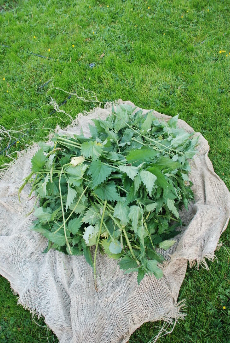For å unngå stengler og blad i neslevannet, kan du pakke dem i striesekk som knytes. Når vannet er klart, ta ut strieposen som en te-pose. Foto Marianne Utengen Brennesle på en striesekk.