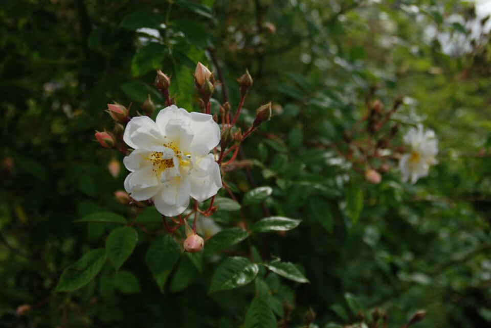 Honningrose er vakker og lettstelt, men kan, som andre roser, angripes av bladlus. Foto Marianne Utengen Honningrose i lys gult omgitt av ferskenfargede knopper.