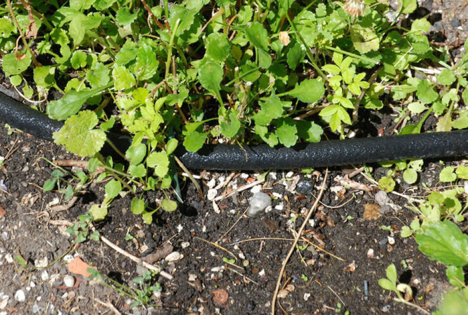 Svetteslange er en effektiv måte å vanne på. Vannet utnyttes godt, uten å gå til spille. Vann siver ut av en svetteslange i bedet.