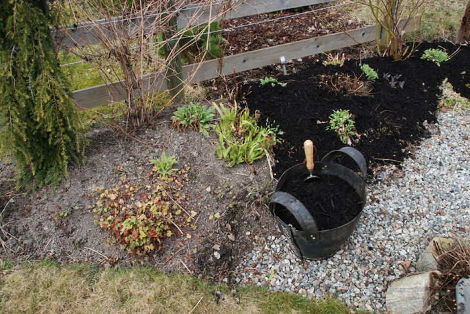 5 cm kompost på toppen av jorda i bedet om våren gjør underverker. Kompost tilføres i et blomsterbed med stauder og roser tidlig om våren.