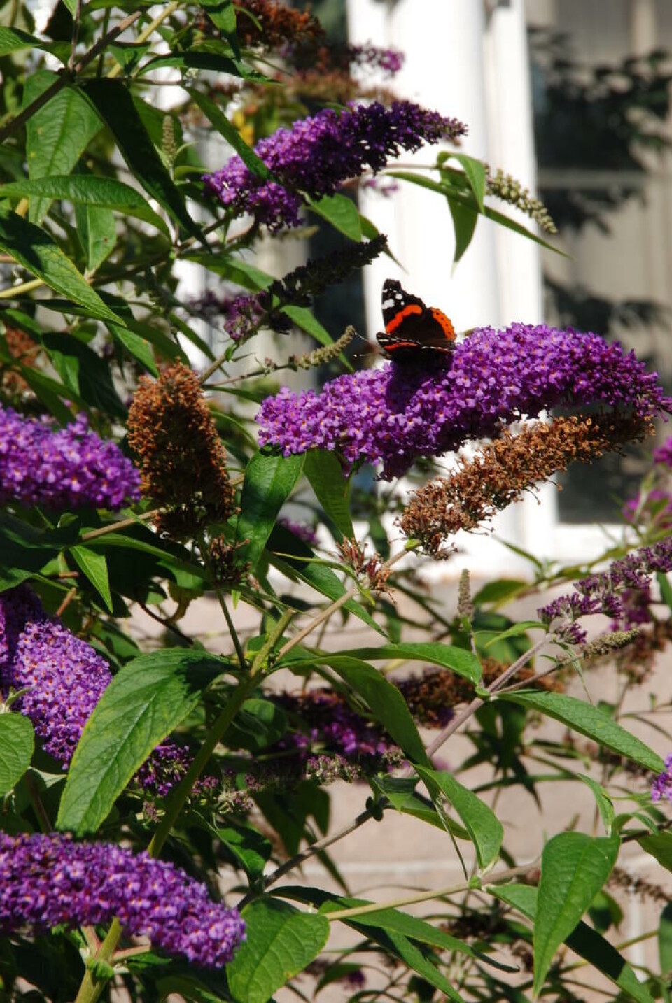 Admiralsommerfulg drikker nektar fra sommerfuglbuskens blomster. Admiralsommerfugl sitter på en blomst av sommerfuglbusk og drikker nektar.