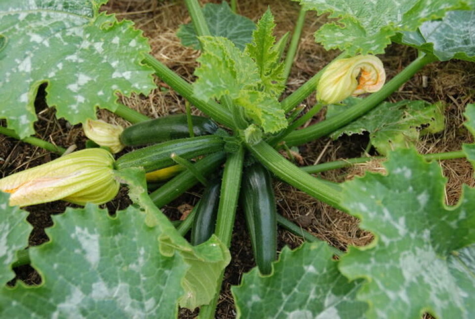 Squash er næringskrevende planter og kan med fordel dyrkes rett i komposthaugen. Squash og squashblomster på en plante i komposthaugen.