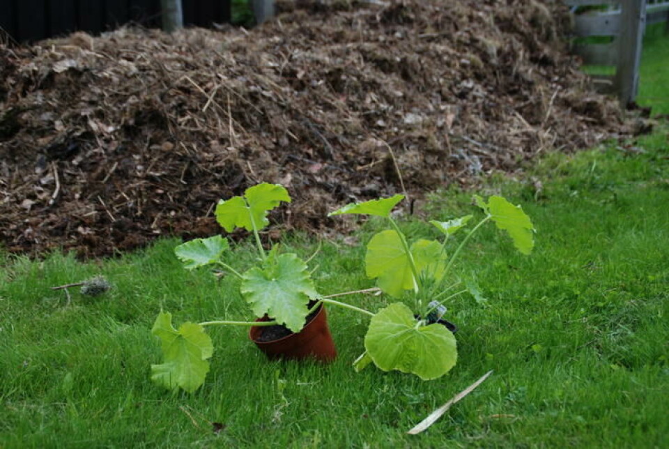 To planter er nok til en stor komposthaug. Squashplanter er klare for platning