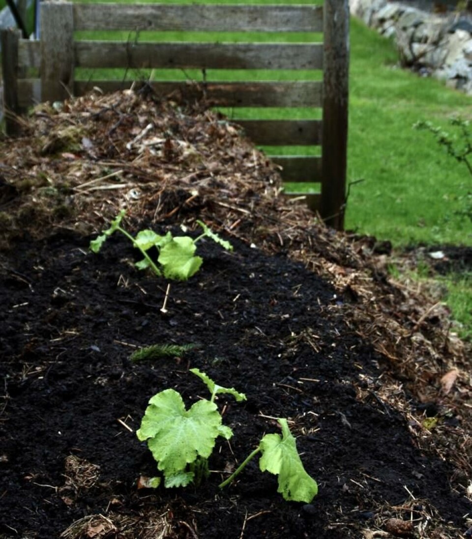På plass, utplanting 2. juni. Vann godt ved planting, men også i tiden etter planting. Squashplanter er plantet i komposthaugen