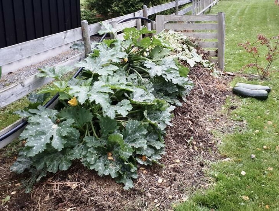 I slutten av august dekker de to plantene nesten hele haugen. Sqauashplanter har vokst seg store i komposthaugen