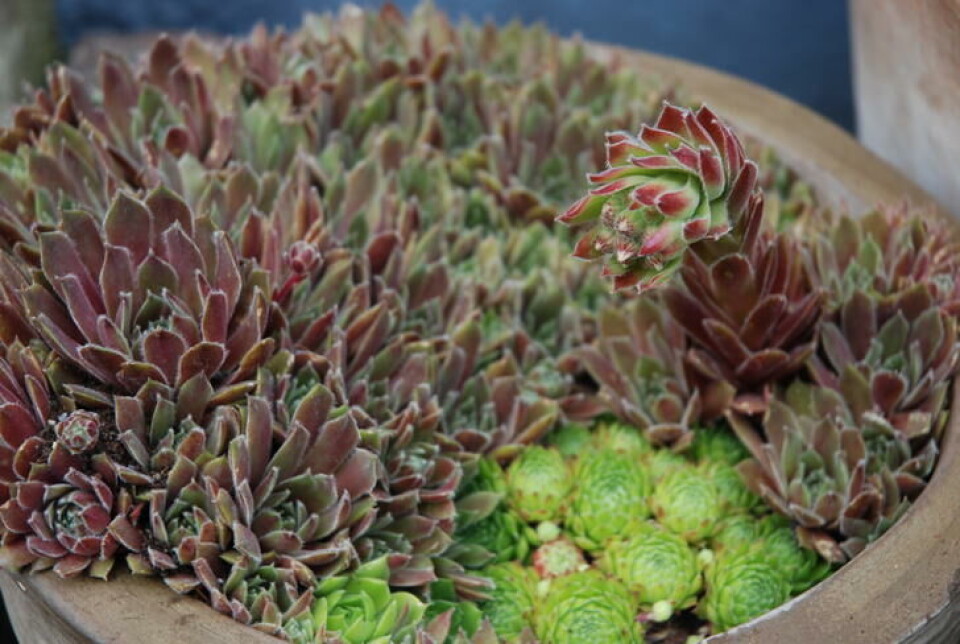 Takløk er en sukkulent med vakre blad og spennende blomster. Sukkulenten takløk med blomst i en brun potte.
