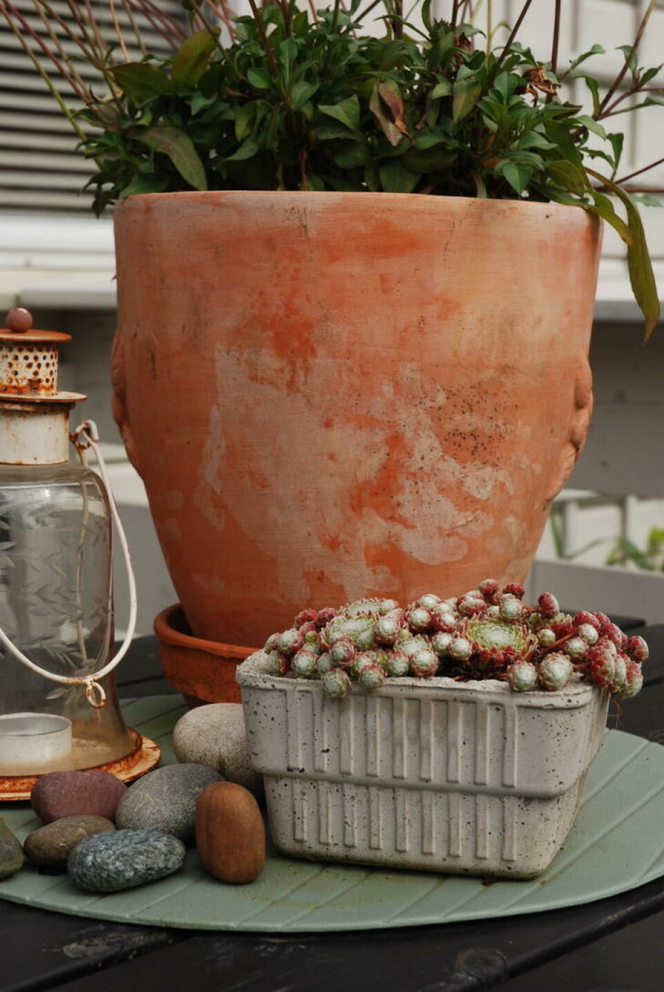 Takløk i betongpotter støpt i jordbærkurv. Takløk i betongpotter støpt i jordbærkurv.