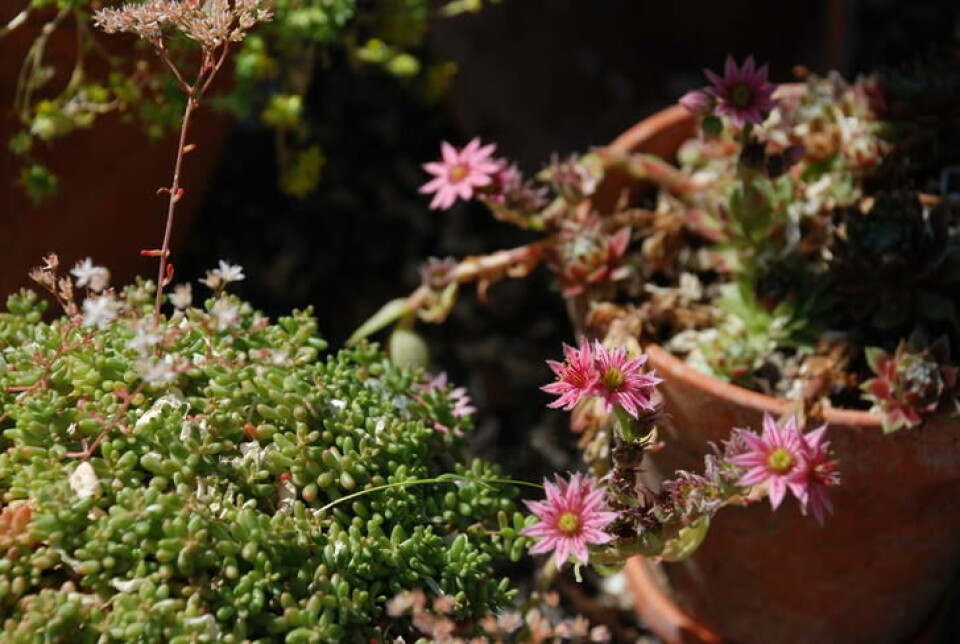 Sukkulenten takøk med rosa blomster. Sukkulenten takøk med rosa blomster.