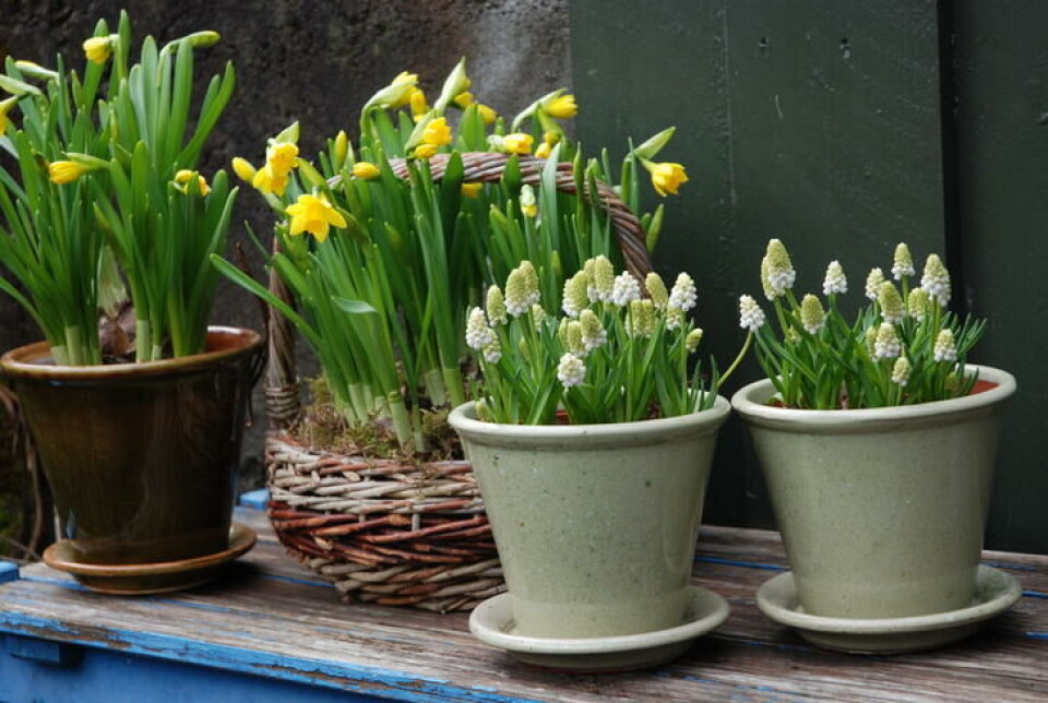 Fordrevne løkblomster i potter er gode matkilder for pollinerende insekter. Perleblom og påskeliljer i potter.