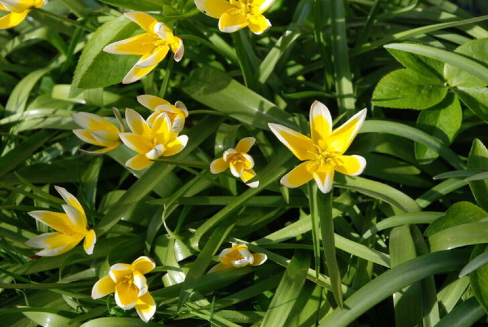 Villtulipaner er veldig god humlemat! Gule villtulipaner