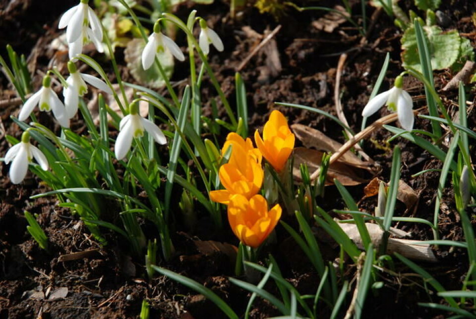 Et vakkert matfat, snøklokker og krokus. Snøklokker og gule krokus