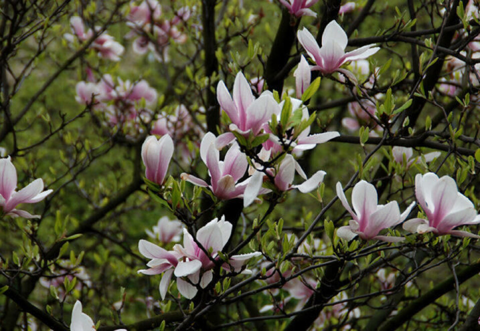 Magnoliafrø trenger tre måneder kaldstratifisering for å spire. Rosa magnolia i blomst