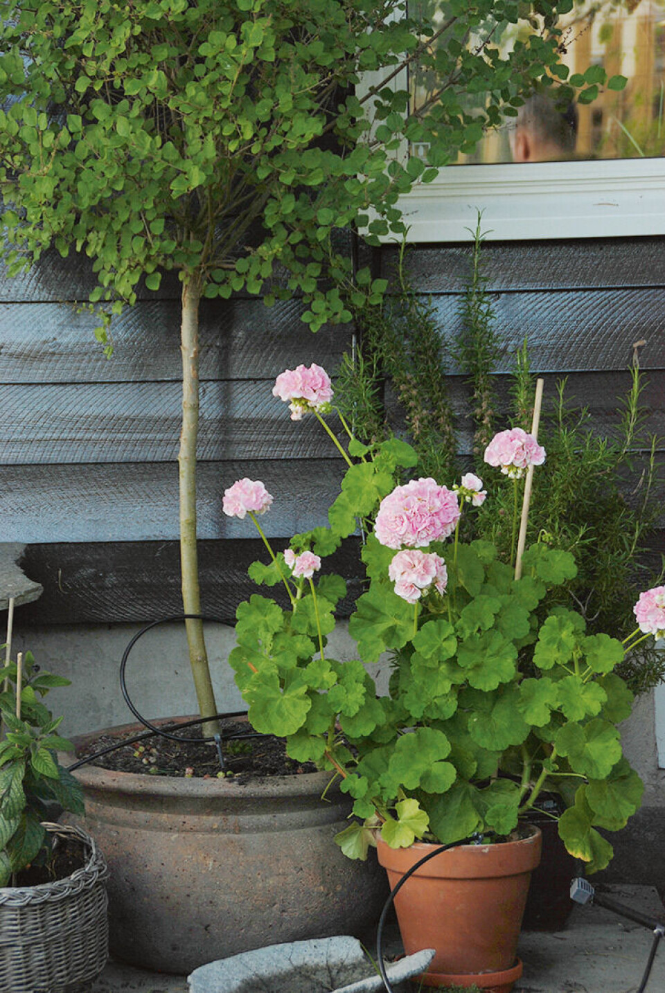 I nordveggen får plantene lite sol. Unngå også vind, den krever også ekstra vann. Dvergsyrin, pelargonia og rosmarin i potter satt inntil en vegg. Dryppvanning i pottene.