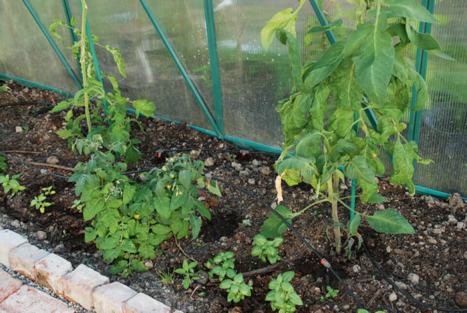 Automatisk vann i veksthuset er ekstra viktig. Tomatplanter med dryppvanning i veksthus.