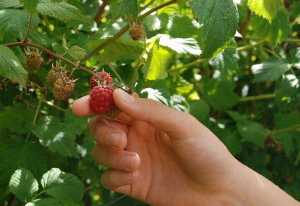Ingenting smaker mer sommer enn et solvarmt, modent bringebær. Plukker bringebær fra bringebærbusken