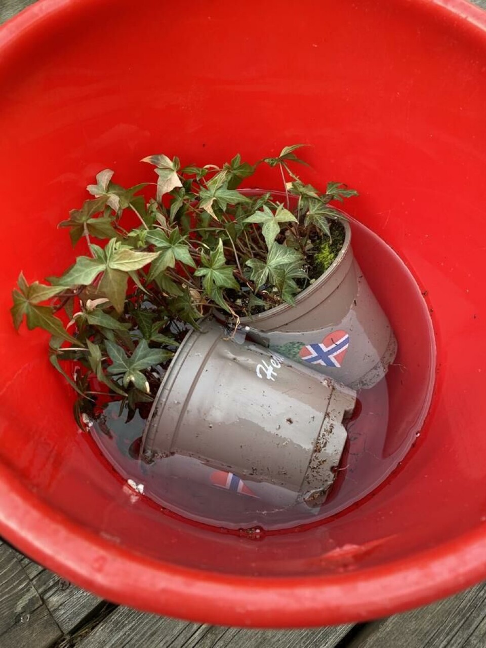 La plantene trekke helt til det slutter å boble. Bøttevanner før planting