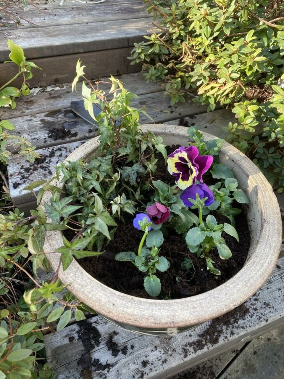 Pakk godt med jord rundt røttene på plantene. Planter stemorsplanter i potte