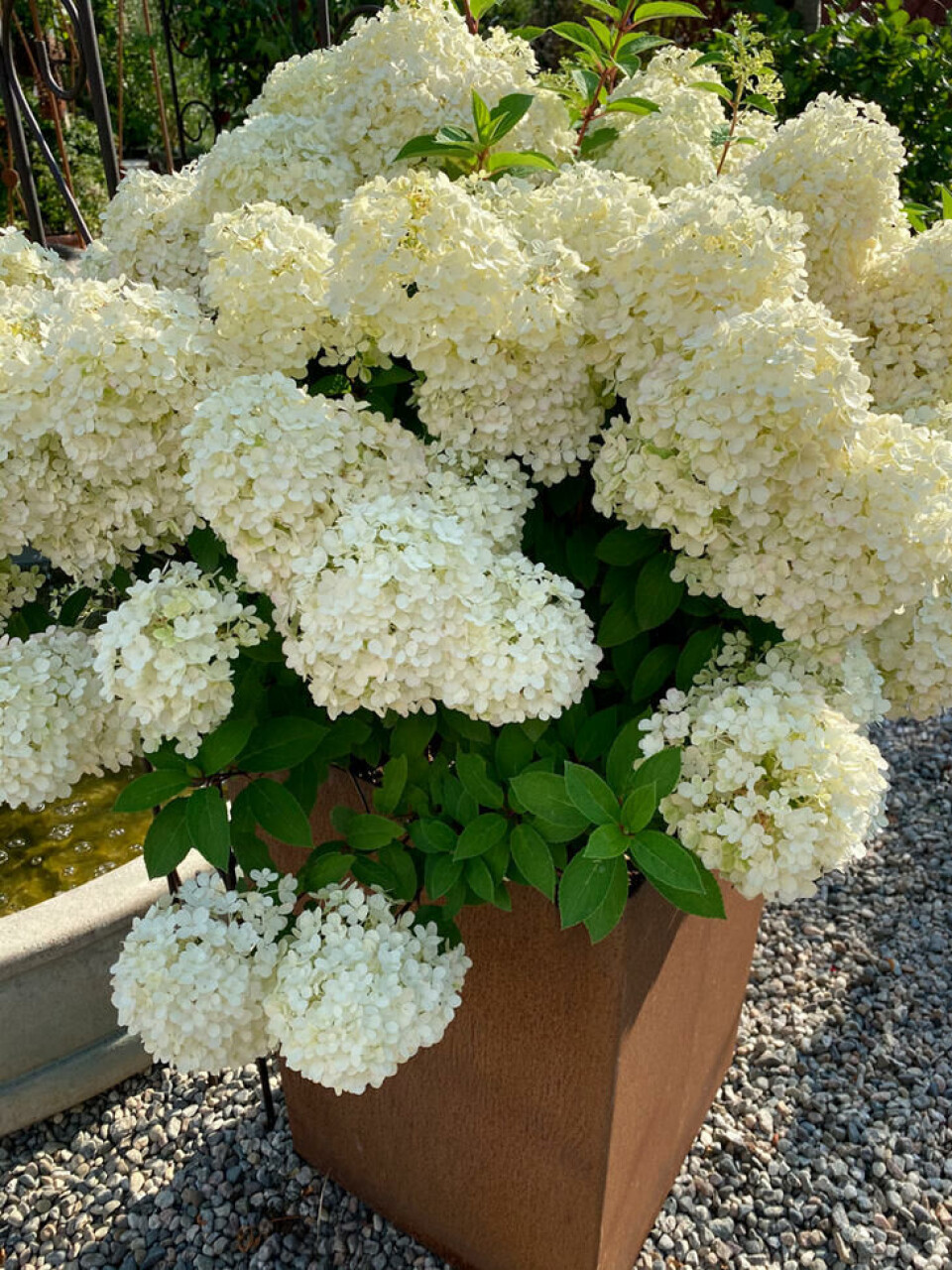 Flerårige planter som syrinhortensia trenger store potter for å trives. Hortensia i metallpotte