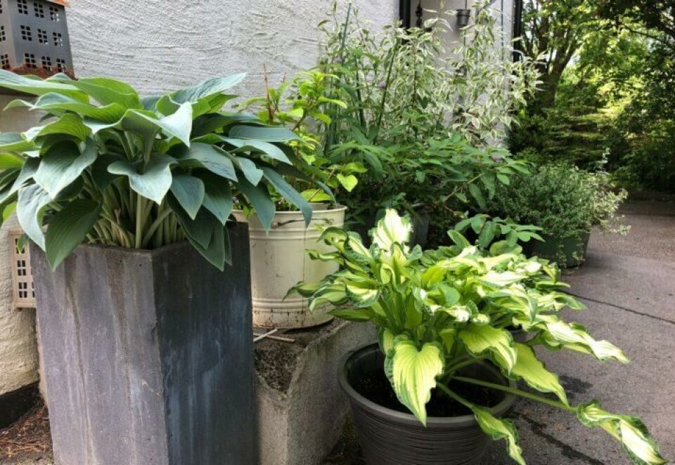 For at plantene som vokser i potter skal trives og holde seg fine, trenger de næring. Foto: Tonje Waaktaar Gamst En samling stauder og busker i potte ved et inngangsparti.