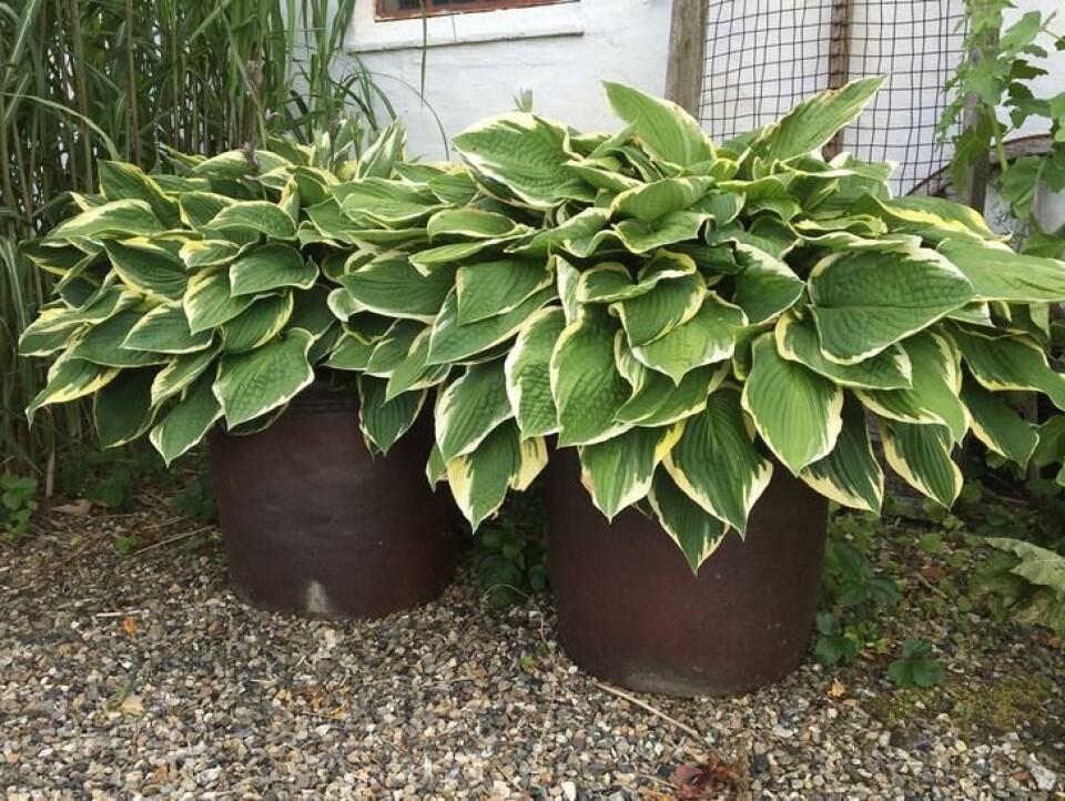 Bladliljer (Hosta) passer godt i rustikke potter. Foto: Jorunn Amdal Hosta i potte.