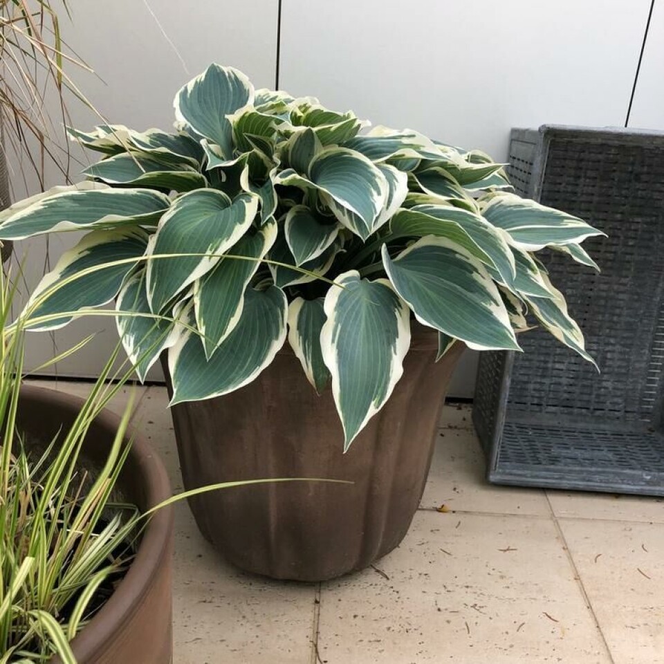 Det fins en bladlilje (Hosta) for alle stiler og smaker. Foto: Tonje Waaktaar Gamst Broketbladet hosta i brun potte.
