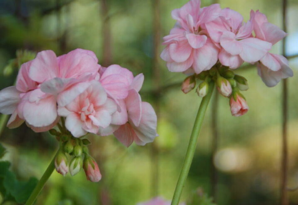 Pelargonia blomstrer rikt. Med litt smart fjerning av visne blomster slipper du å fjerne hele blomsterstanden. To blekrosa pelargoniablomster