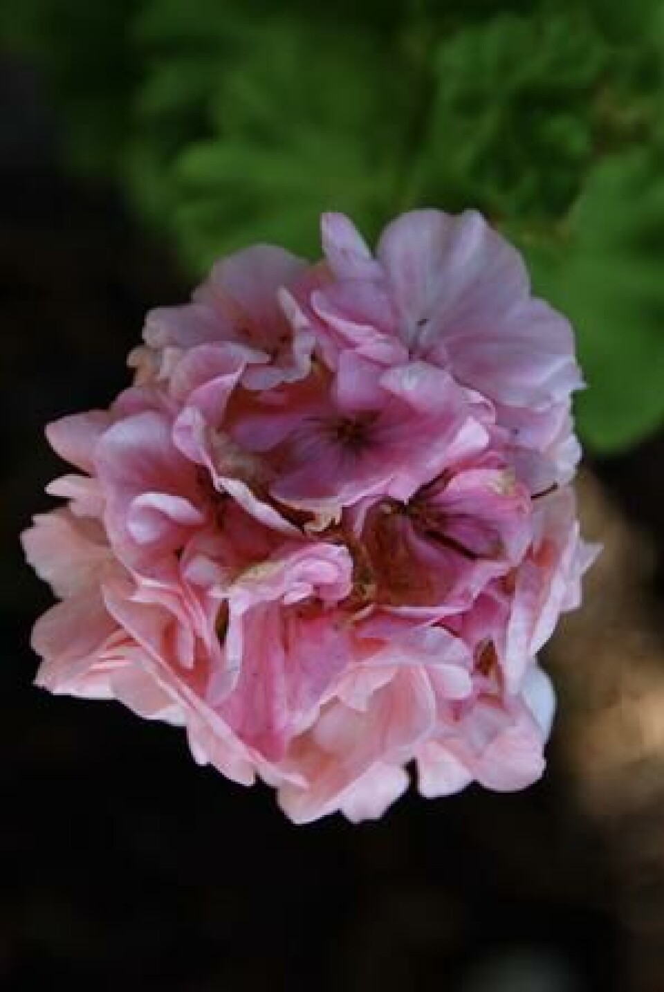Blomstene i midten av pelargoniaens blomsterstand begynner å visne. Rosa pelargonia har begynt å visne fra midten