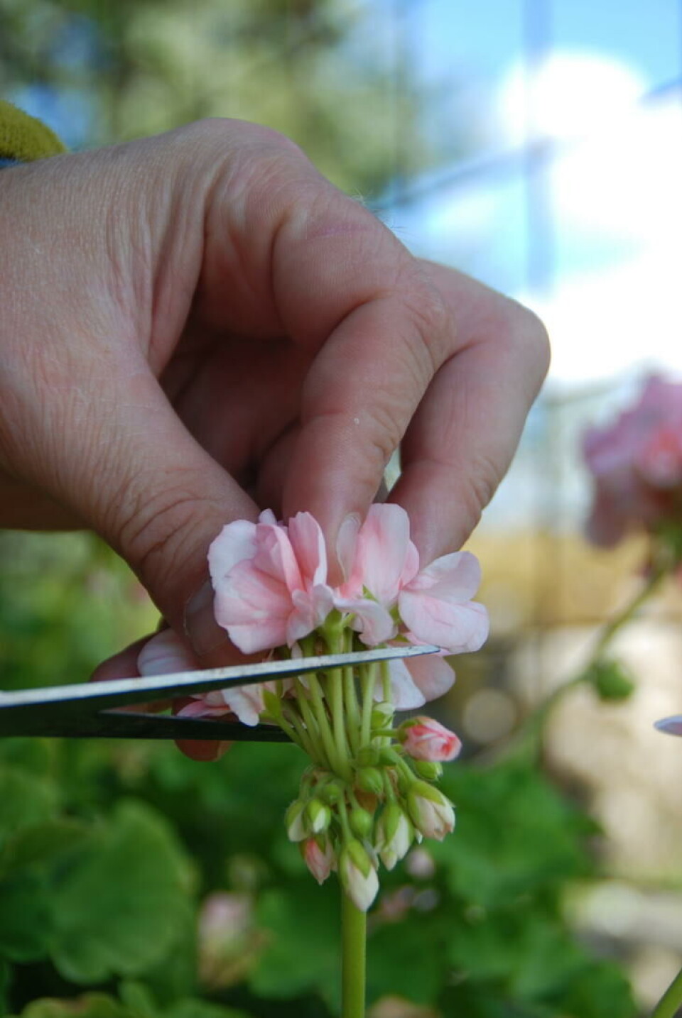 Klipp de visne blomstene forsiktig av. Visne pelargonia løftes forsiktig av og klippes bort, uten å skade knoppene under.