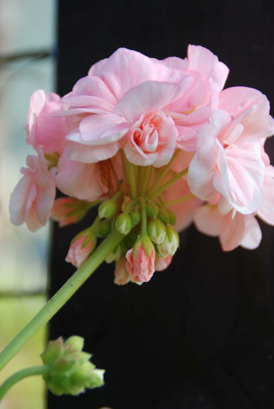 Knoppene får lys og plass til å utvikle seg, og pelargonien er snart like fin. Blekrosa, vakker pelargoniablomst