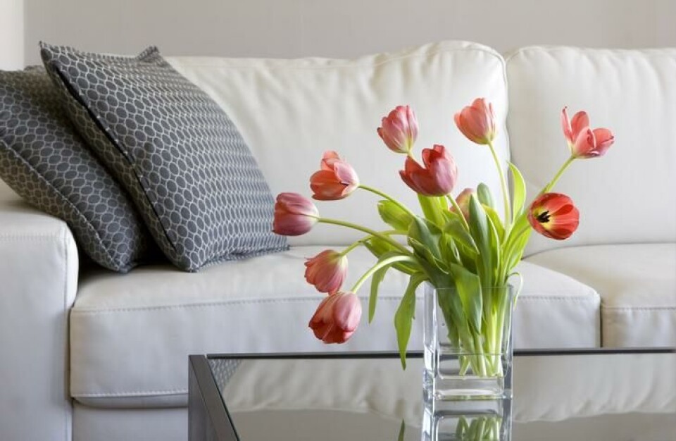En bukett tulipaner lyser opp rommet. Tulipanbukett på et bord i en stue.