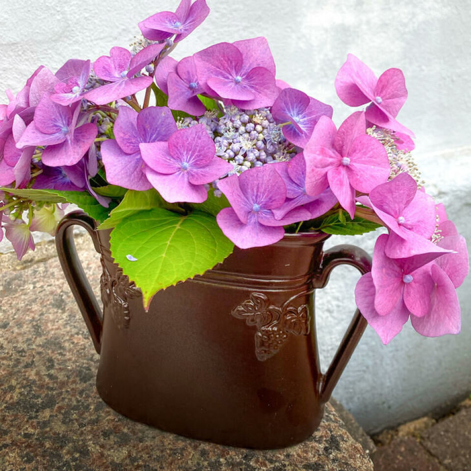 Hortensia. Fotograf: Jorunn Amdal. Hortensia i vase