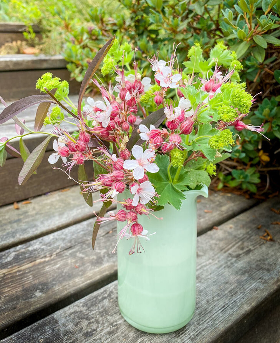 Rosegeranium og stormarikåpe. Fotograf: Jorunn Amdal. Rosegeranium og stormarikåpe