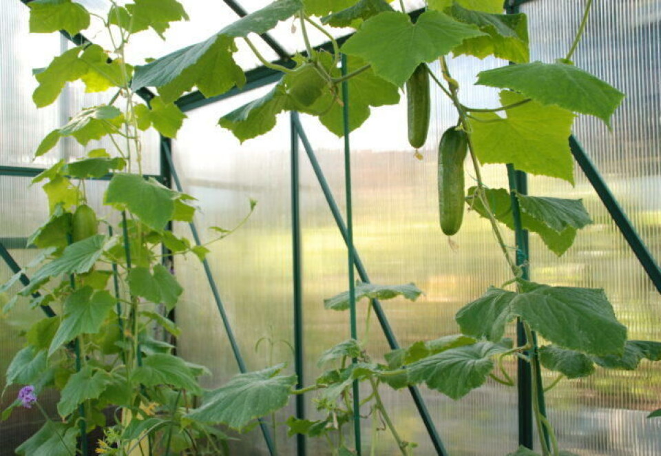 Fine, små snacksagurker i drivhuset. Agurker i drivhus