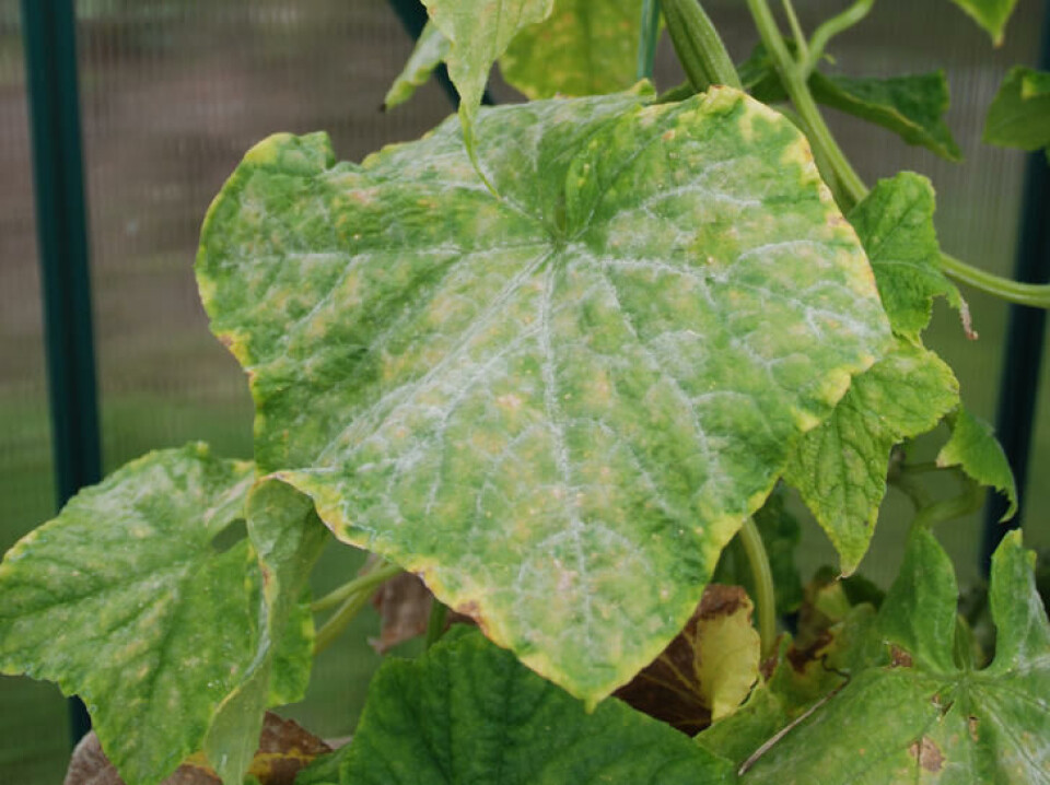 Meldugg er en plagsom plantesykdom som angriper agurkplanter. Meldugg på agurkplante