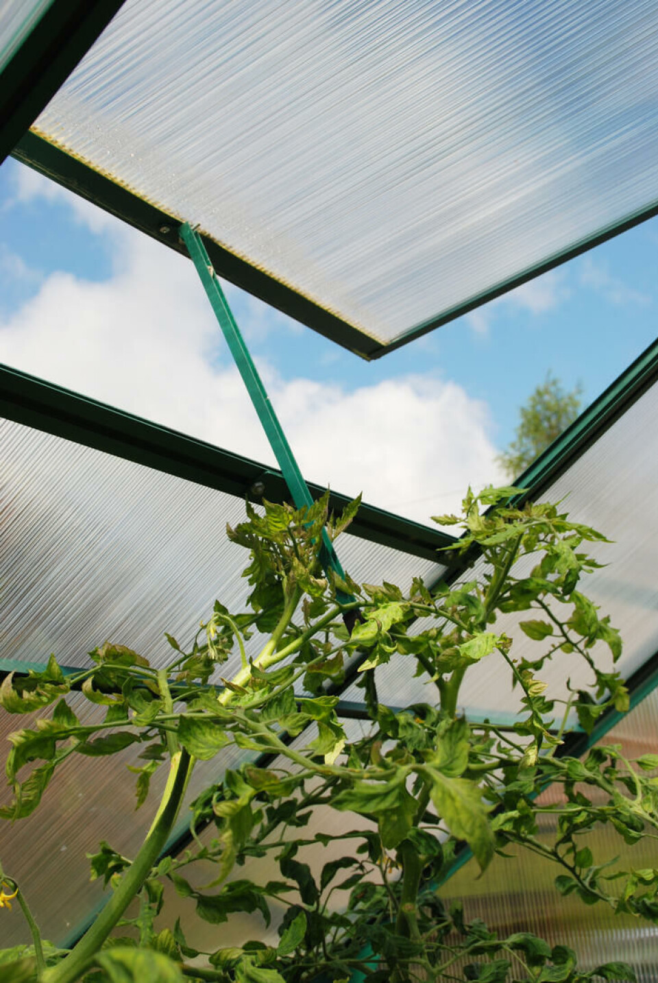 Ikke alle luker har automatisk åpner. Har dine luker det, ta dem inn, de tåler ikke frost. Lufteluker i drivhus