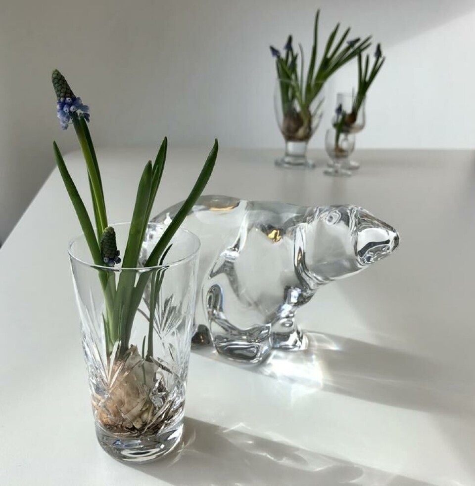 Vårløk, perleblomst / muscari med løk i behold i et krystallglass med vann inne på bordet. Vårløk, perleblomst / muscari med løk i behold i et krystallglass med vann inne på bordet.