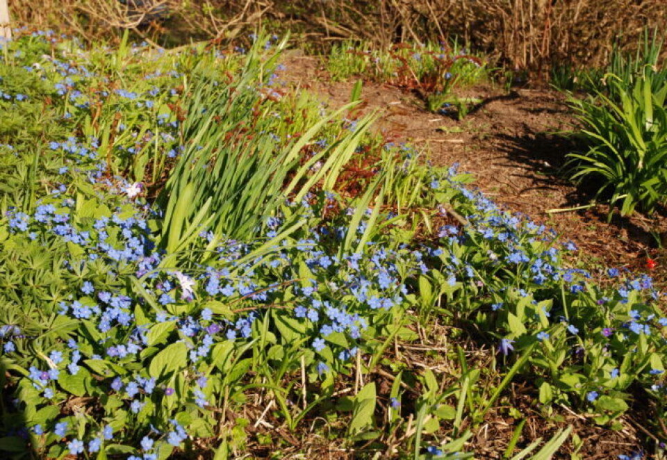 Når vårsola tar tak kommer vårkjærminne og andre tidlige vårblomster i en fart. Små blå blomster i bed i vårsol