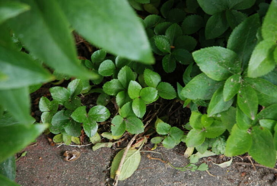 Under mange av staudene finner du små frøplanter du kan plante andre steder. Under mange av staudene finner du små frøplanter du kan plante andre steder.