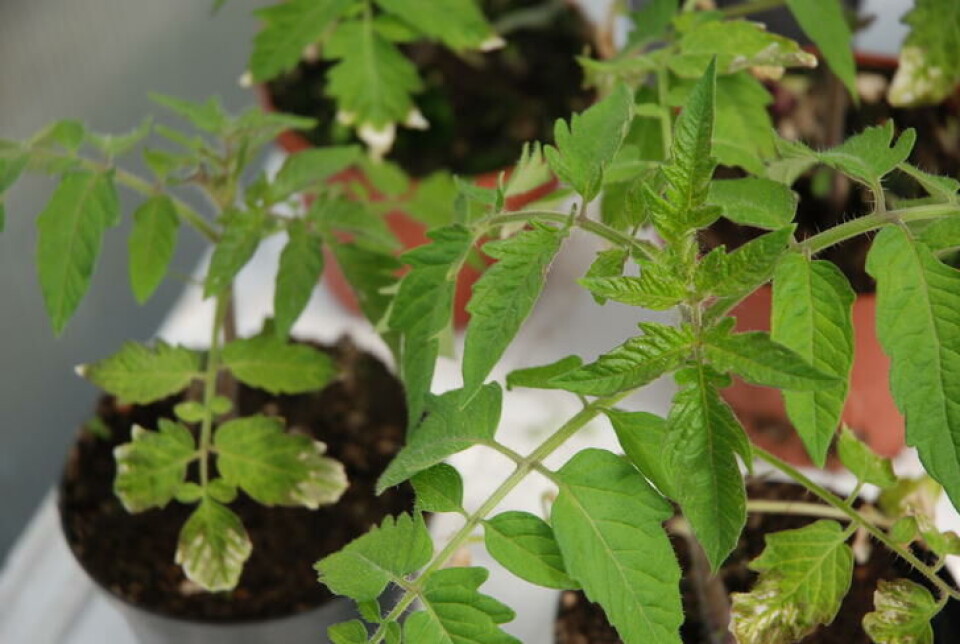 Planter som er sådd og vokst opp inne, må herdes før de kan plantes ut. Planter som er sådd og vokst opp inne, må herdes før de kan plantes ut.