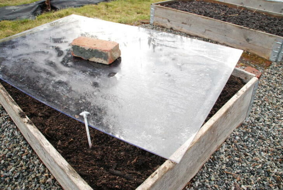 Ved å legge et pleksiglass over pallekarmen vil jordtemperaturen øke. Legg på noe tungt, et pleksiglass i vinden er ikke bra. Pallekarm dekket med et pleksiglass for å øke jordtemperaturen.