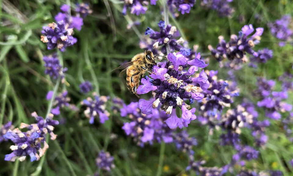Bilde av en villbie på blomst Bilde av en villbie på blomst