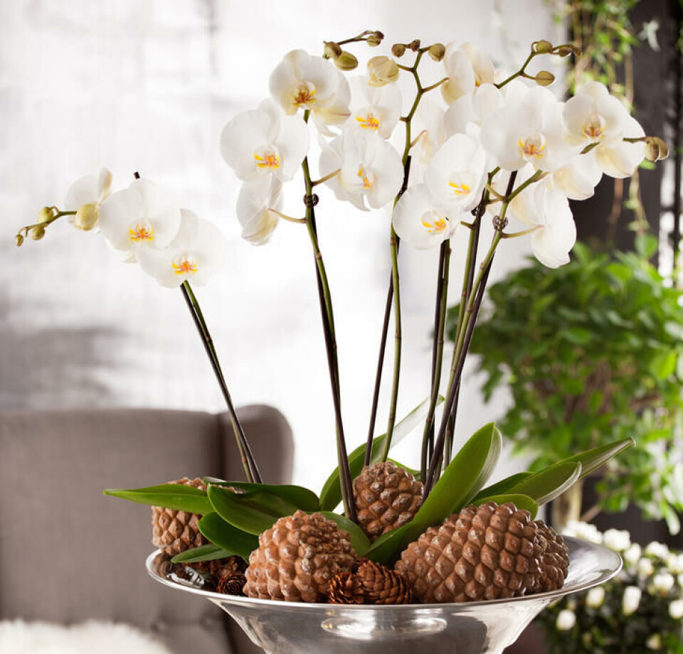 Hvit Phalaenopsis-orkidé gjør julepynten moderne. Fotograf: Floradaniamarketing.dk. Hvit Phalaenopsis-orkidé i en sølvskål