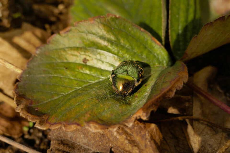 Bilde av en gullbasse på et blad Bilde av en gullbasse på et blad