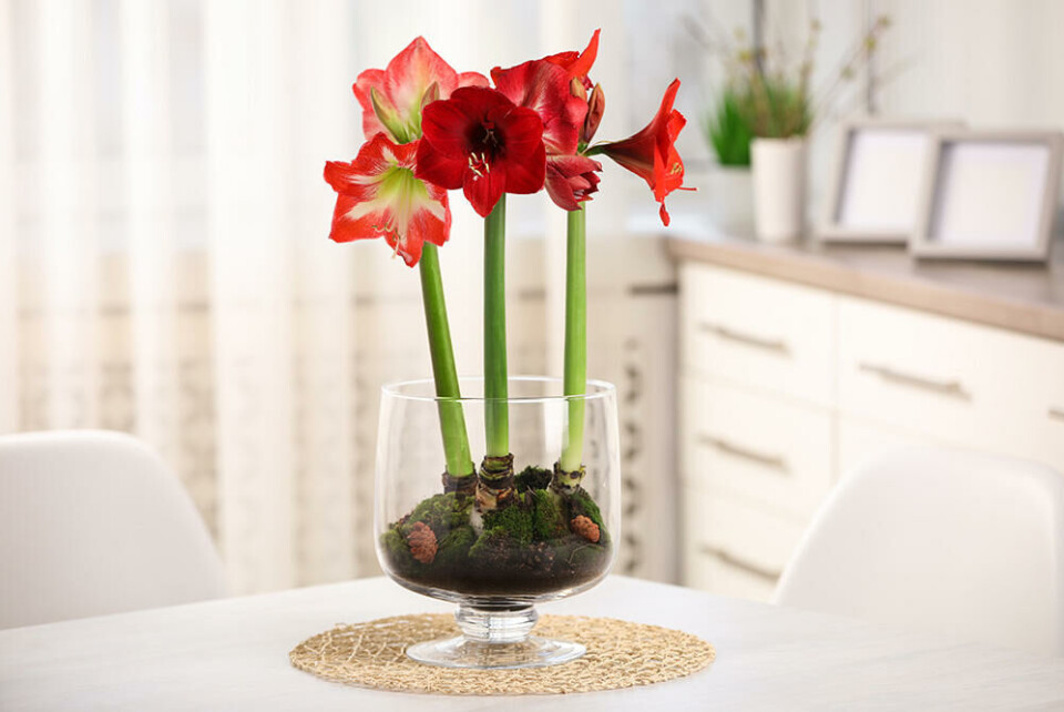 Rød amaryllis er stadig oftere brukt til jul. Fotograf: Shutterstock/New Africa En rødblomstret amaryllis i en klar vase. Dekor av mose.